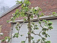 Appelboom rode boskoop - fruit tree - malus domestica - hoogte ca. 280 cm - afbeelding 3 van  4