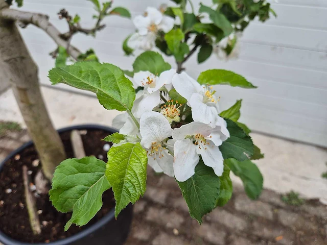 Appelboom rode boskoop - fruit tree - malus domestica - hoogte ca. 280 cm - afbeelding 4 van  4