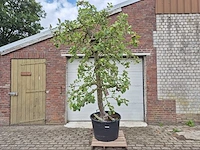 Appelboom rode boskoop - fruit tree - malus domestica - hoogte ca. 280 cm - afbeelding 1 van  7
