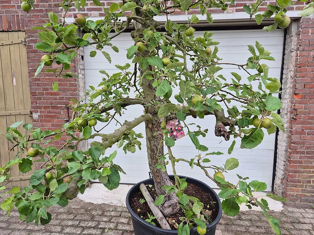 Appelboom rode boskoop - fruit tree - malus domestica - hoogte ca. 280 cm - afbeelding 2 van  7