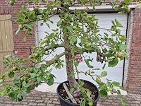 Appelboom rode boskoop - fruit tree - malus domestica - hoogte ca. 280 cm - afbeelding 2 van  7
