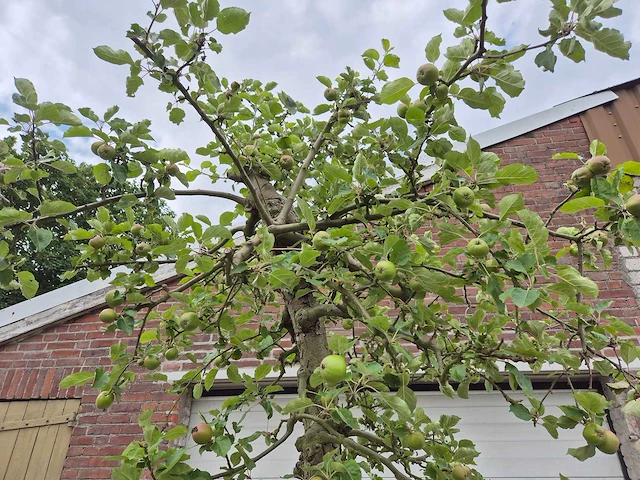Appelboom rode boskoop - fruit tree - malus domestica - hoogte ca. 280 cm - afbeelding 3 van  7