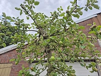Appelboom rode boskoop - fruit tree - malus domestica - hoogte ca. 280 cm - afbeelding 3 van  7