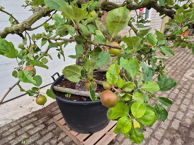 Appelboom rode boskoop - fruit tree - malus domestica - hoogte ca. 280 cm - afbeelding 4 van  7