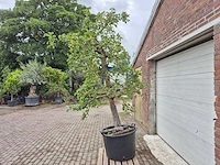 Appelboom rode boskoop - fruit tree - malus domestica - hoogte ca. 280 cm - afbeelding 5 van  7