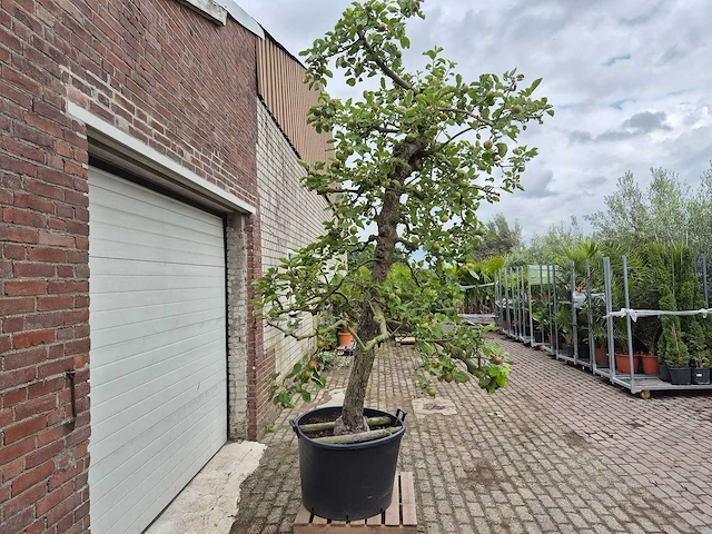 Appelboom rode boskoop - fruit tree - malus domestica - hoogte ca. 280 cm - afbeelding 6 van  7