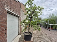 Appelboom rode boskoop - fruit tree - malus domestica - hoogte ca. 280 cm - afbeelding 6 van  7