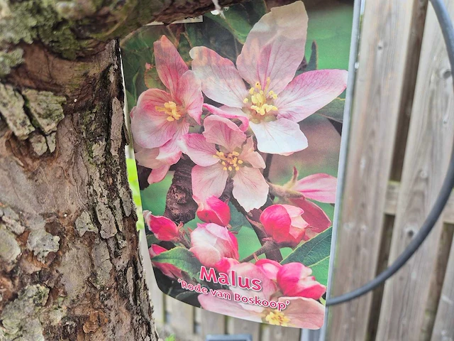 Appelboom rode boskoop - fruit tree - malus domestica - hoogte ca. 280 cm - afbeelding 7 van  7