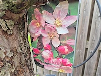 Appelboom rode boskoop - fruit tree - malus domestica - hoogte ca. 280 cm - afbeelding 7 van  7
