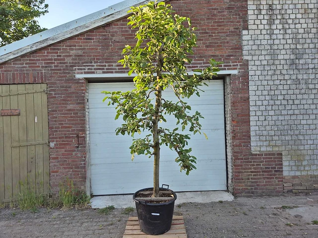 Appelboom rode boskoop - fruit tree - malus domestica - hoogte ca. 280 cm - afbeelding 1 van  7