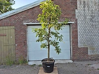 Appelboom rode boskoop - fruit tree - malus domestica - hoogte ca. 280 cm - afbeelding 1 van  7