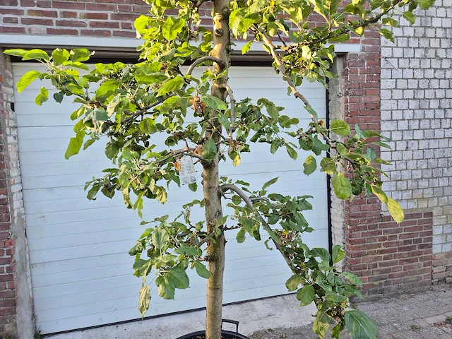 Appelboom rode boskoop - fruit tree - malus domestica - hoogte ca. 280 cm - afbeelding 2 van  7