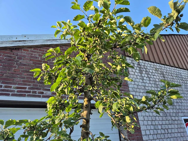 Appelboom rode boskoop - fruit tree - malus domestica - hoogte ca. 280 cm - afbeelding 3 van  7