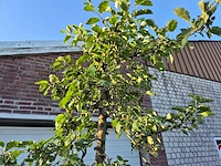 Appelboom rode boskoop - fruit tree - malus domestica - hoogte ca. 280 cm - afbeelding 3 van  7