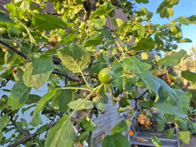 Appelboom rode boskoop - fruit tree - malus domestica - hoogte ca. 280 cm - afbeelding 4 van  7