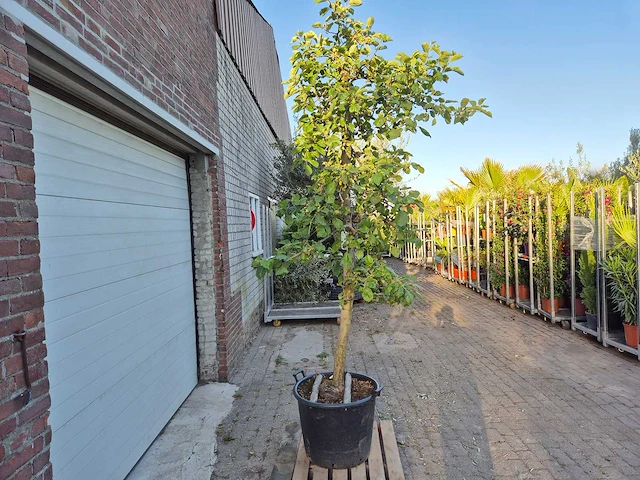 Appelboom rode boskoop - fruit tree - malus domestica - hoogte ca. 280 cm - afbeelding 5 van  7