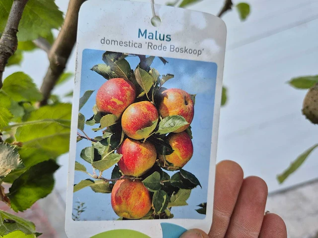 Appelboom rode boskoop - fruit tree - malus domestica - hoogte ca. 280 cm - afbeelding 6 van  7