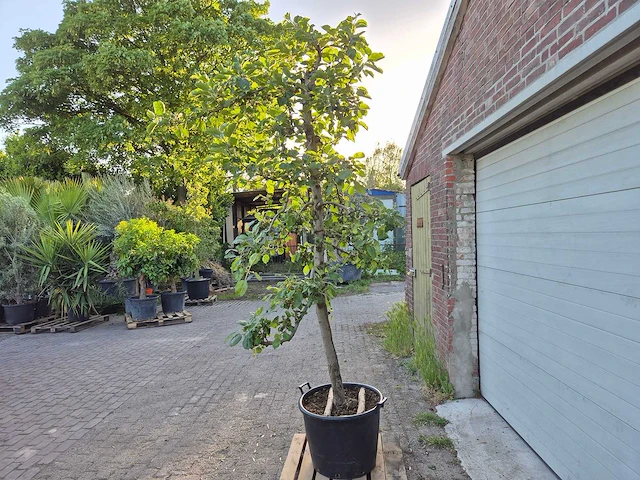 Appelboom rode boskoop - fruit tree - malus domestica - hoogte ca. 280 cm - afbeelding 7 van  7