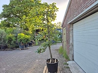Appelboom rode boskoop - fruit tree - malus domestica - hoogte ca. 280 cm - afbeelding 7 van  7