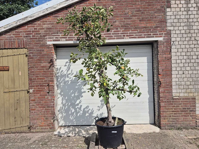 Appelboom rode boskoop - fruit tree - malus domestica - hoogte ca. 280 cm - afbeelding 1 van  6