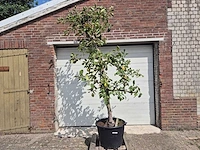 Appelboom rode boskoop - fruit tree - malus domestica - hoogte ca. 280 cm - afbeelding 1 van  6