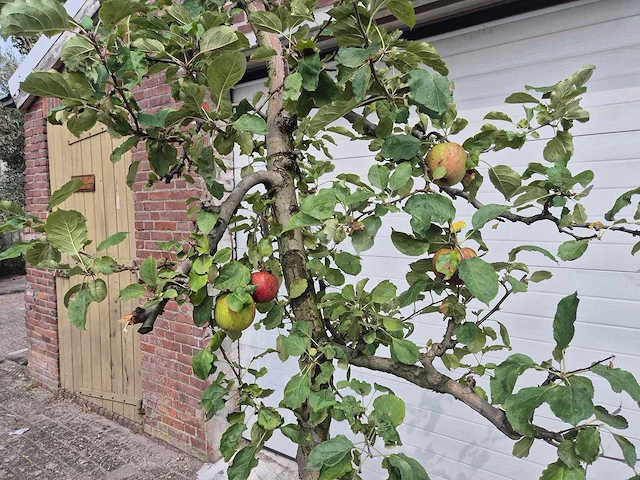 Appelboom rode boskoop - fruit tree - malus domestica - hoogte ca. 280 cm - afbeelding 2 van  6