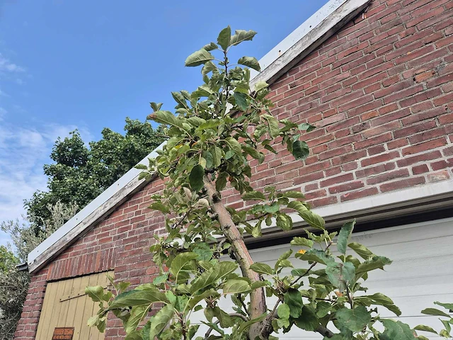 Appelboom rode boskoop - fruit tree - malus domestica - hoogte ca. 280 cm - afbeelding 3 van  6