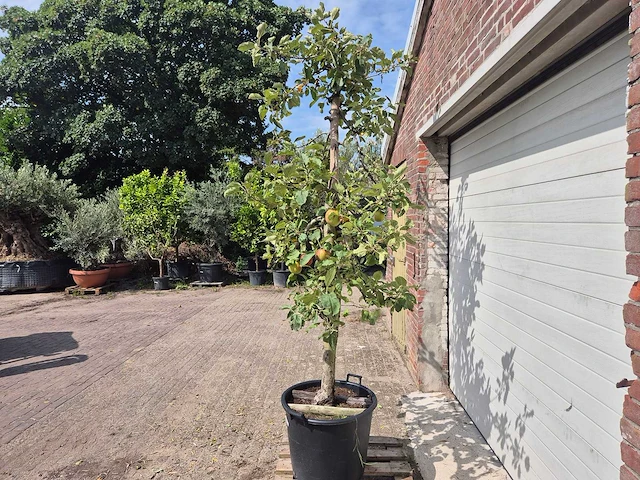 Appelboom rode boskoop - fruit tree - malus domestica - hoogte ca. 280 cm - afbeelding 4 van  6