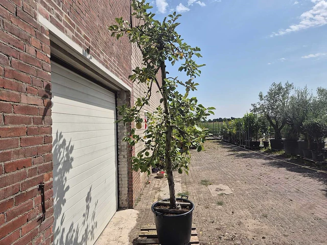 Appelboom rode boskoop - fruit tree - malus domestica - hoogte ca. 280 cm - afbeelding 5 van  6