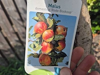 Appelboom rode boskoop - fruit tree - malus domestica - hoogte ca. 280 cm - afbeelding 6 van  6