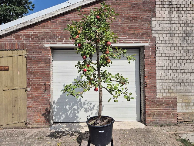 Appelboom rode boskoop - fruit tree - malus domestica - hoogte ca. 280 cm - afbeelding 1 van  5