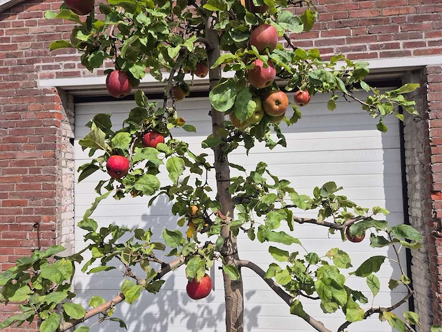 Appelboom rode boskoop - fruit tree - malus domestica - hoogte ca. 280 cm - afbeelding 2 van  5