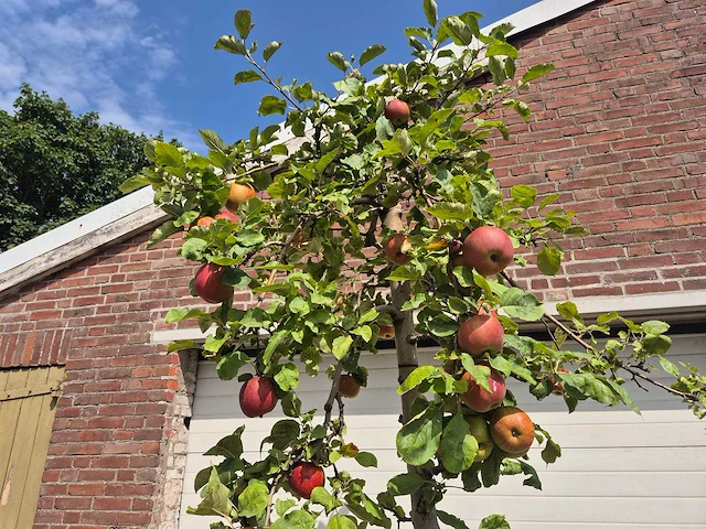 Appelboom rode boskoop - fruit tree - malus domestica - hoogte ca. 280 cm - afbeelding 3 van  5