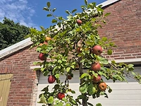 Appelboom rode boskoop - fruit tree - malus domestica - hoogte ca. 280 cm - afbeelding 3 van  5