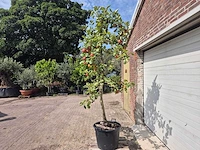 Appelboom rode boskoop - fruit tree - malus domestica - hoogte ca. 280 cm - afbeelding 4 van  5
