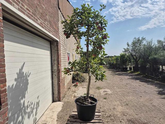 Appelboom rode boskoop - fruit tree - malus domestica - hoogte ca. 280 cm - afbeelding 5 van  5