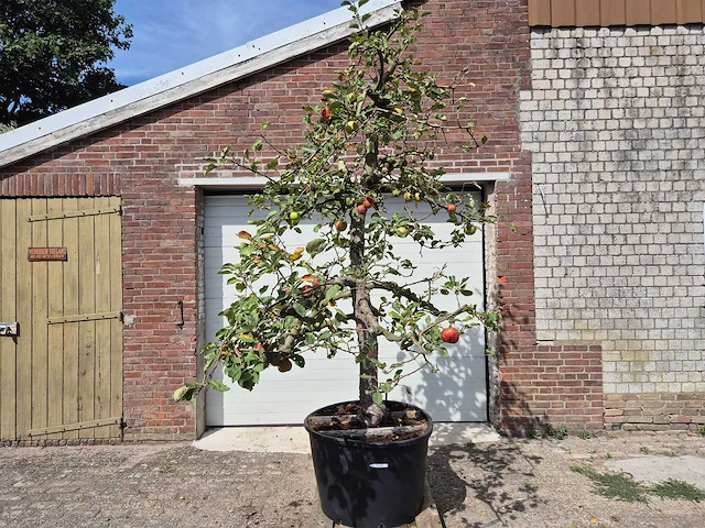 Appelboom rode boskoop - fruit tree - malus domestica - hoogte ca. 280 cm - afbeelding 1 van  6