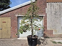 Appelboom rode boskoop - fruit tree - malus domestica - hoogte ca. 280 cm - afbeelding 1 van  6