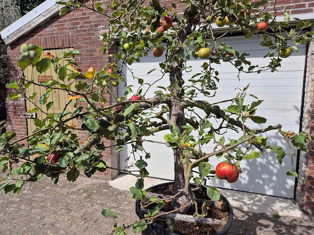 Appelboom rode boskoop - fruit tree - malus domestica - hoogte ca. 280 cm - afbeelding 2 van  6
