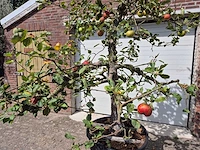 Appelboom rode boskoop - fruit tree - malus domestica - hoogte ca. 280 cm - afbeelding 2 van  6