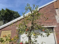 Appelboom rode boskoop - fruit tree - malus domestica - hoogte ca. 280 cm - afbeelding 3 van  6