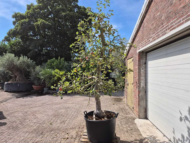 Appelboom rode boskoop - fruit tree - malus domestica - hoogte ca. 280 cm - afbeelding 4 van  6