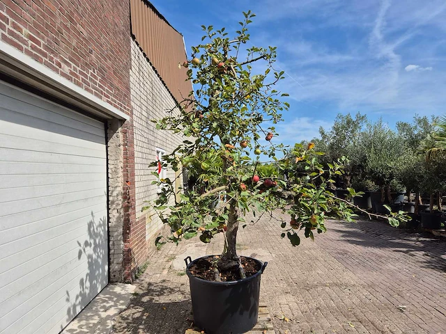 Appelboom rode boskoop - fruit tree - malus domestica - hoogte ca. 280 cm - afbeelding 5 van  6