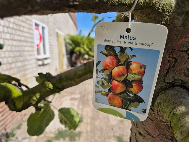 Appelboom rode boskoop - fruit tree - malus domestica - hoogte ca. 280 cm - afbeelding 6 van  6