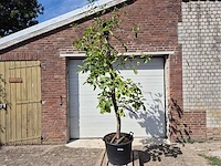 Appelboom rode boskoop - fruit tree - malus domestica - hoogte ca. 280 cm - afbeelding 1 van  6