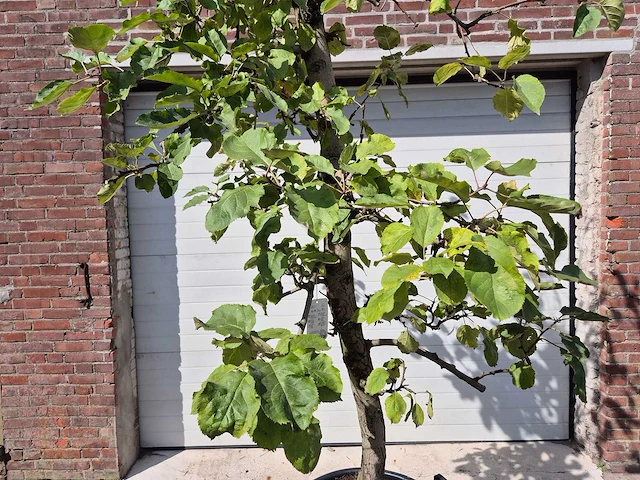 Appelboom rode boskoop - fruit tree - malus domestica - hoogte ca. 280 cm - afbeelding 2 van  6