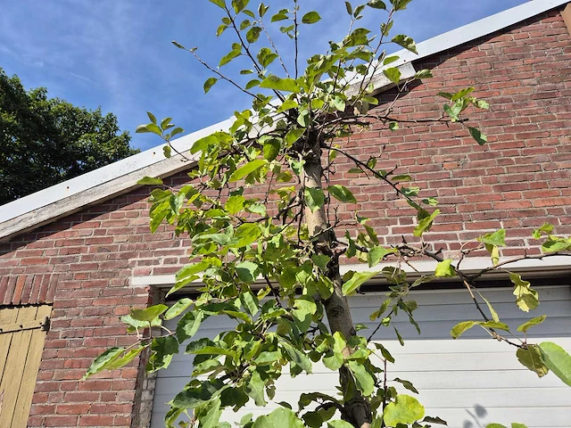 Appelboom rode boskoop - fruit tree - malus domestica - hoogte ca. 280 cm - afbeelding 3 van  6