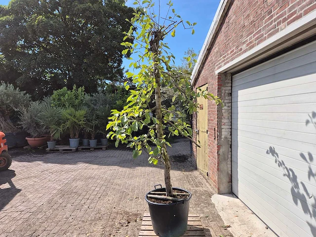 Appelboom rode boskoop - fruit tree - malus domestica - hoogte ca. 280 cm - afbeelding 4 van  6