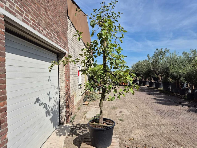 Appelboom rode boskoop - fruit tree - malus domestica - hoogte ca. 280 cm - afbeelding 5 van  6