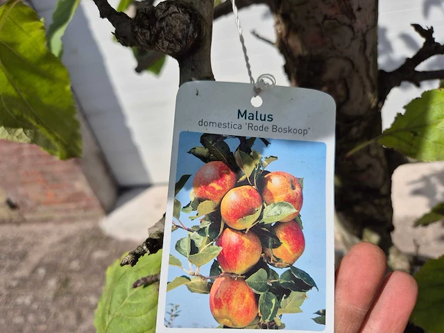 Appelboom rode boskoop - fruit tree - malus domestica - hoogte ca. 280 cm - afbeelding 6 van  6